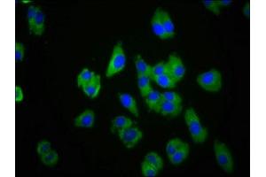 Immunofluorescence staining of HepG2 cells with ABIN7147549 at 1:100, counter-stained with DAPI.