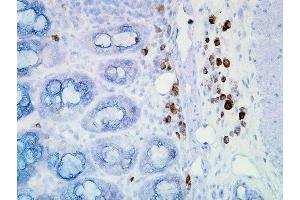 Immunohistochemistry analysis using Mouse Anti-Hsp90 Monoclonal Antibody, Clone D7alpha (ABIN361792 and ABIN361793). (HSP90 Antikörper)