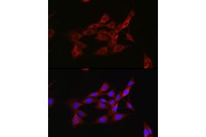 Immunofluorescence analysis of NIH/3T3 cells using Inhibin beta A (INHBA) Rabbit pAb (ABIN6129032, ABIN6142459, ABIN6142460 and ABIN6221533) at dilution of 1:50 (40x lens). (INHBA Antikörper  (AA 21-426))
