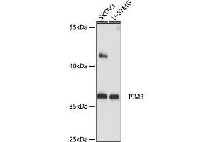 Western blot analysis of extracts of various cells, using PIM3 antibody (ABIN7269376) at 1:1000 dilution.