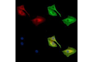 SH3PXD2B Antibody staining A549 cells by IF/ICC.