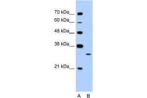 WB Suggested Anti-EGFL8 Antibody Titration:  1. (EGFL8 Antikörper  (C-Term))