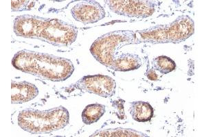 Formalin-fixed, paraffin-embedded human Testis stained with gp100 Mouse Monoclonal Antibody (PMEL/783). (Melanoma gp100 Antikörper)