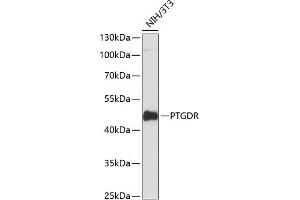 Western blot analysis of extracts of NIH/3T3 cells, using PTGDR antibody (ABIN6132565, ABIN6146395, ABIN6146396 and ABIN6216668) at 1:3000 dilution. (PTGDR Antikörper  (AA 220-359))