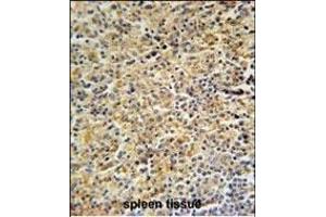 HCK Antibody (N-term) (ABIN652384 and ABIN2841853) immunohistochemistry analysis in formalin fixed and paraffin embedded human spleen tissue followed by peroxidase conjugation of the secondary antibody and DAB staining.