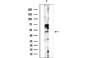 Western blot analysis of lysates from COLO205 cells, using AGER/RAGE Mouse Monoclonal Antibody at 1/1000 dilution.