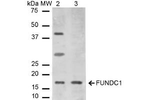 Western blot analysis of Mouse, Rat Liver cell lysates showing detection of ~17. (FUNDC1 Antikörper  (N-Term) (Atto 488))