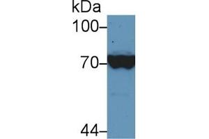 Detection of HSPA1L in Human Hela cell lysate using Polyclonal Antibody to Heat Shock 70 kDa Protein 1 Like Protein (HSPA1L)