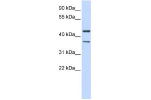 KCNJ4 antibody used at 1 ug/ml to detect target protein.