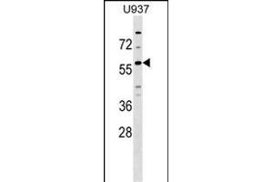 GPR75 Antibody (C-term) (ABIN1537271 and ABIN2848849) western blot analysis in  cell line lysates (35 μg/lane). (GPR75 Antikörper  (C-Term))