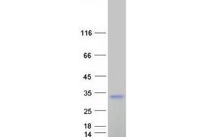 Validation with Western Blot (RNF166 Protein (Myc-DYKDDDDK Tag))