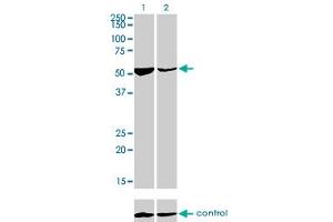 Western blot analysis of DARS over-expressed 293 cell line, cotransfected with DARS Validated Chimera RNAi (Lane 2) or non-transfected control (Lane 1). (DARS Antikörper  (AA 393-500))
