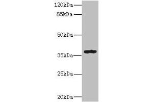 Western blot All lanes: GPR82 antibody IgG at 10 μg/mL+ Mouse skeletal muscle tissue Secondary Goat polyclonal to rabbit IgG at 1/10000 dilution Predicted band size: 38 kDa Observed band size: 38 kDa (GPR82 Antikörper  (AA 273-336))