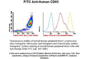 Image no. 1 for anti-CD65 antibody (FITC) (ABIN1112218) (CD65 Antikörper (FITC))