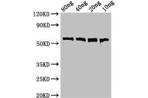anti-Perfringolysin O (Pfo) (AA 29-500) antibody