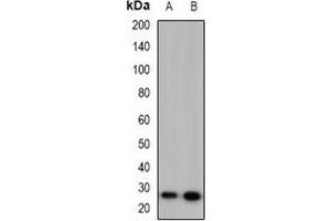 Western blot analysis of 42431 expression in HeLa (A), PC12 (B) whole cell lysates.