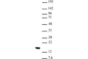 Histone H2BK5me1 (pAb) tested by Western blot. (Histone H2B Antikörper  (meLys5))