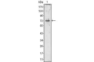 Western Blot showing PRTN3 antibody used against PRTN3 (aa28-256)-hIgGFc transfected HEK293 cell lysate (1). (PRTN3 Antikörper)