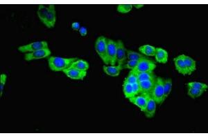 Immunofluorescence (IF) image for anti-Caspase 8 (CASP8) (AA 217-374) antibody (ABIN7146964)