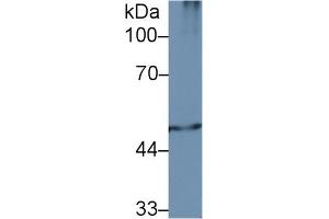Western Blot; Sample: Mouse Spleen lysate; Primary Ab: 2µg/ml Rabbit Anti-Human PSMC2 Antibody Second Ab: 0. (PSMC2 Antikörper  (AA 1-433))