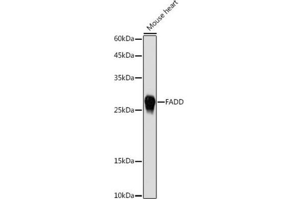 FADD anticorps
