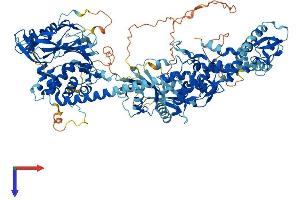 USP48 Protein (AA 1-1035) (His tag)