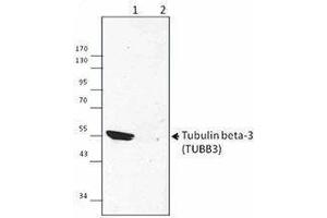 Western Blotting (WB) image for anti-Tubulin, beta 3 (TUBB3) antibody (ABIN2665448) (TUBB3 Antikörper)