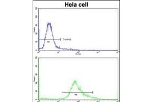 Flow cytometric analysis of hela cells using PHGDH Antibody (N-term)(bottom histogram) compared to a negative control cell (top histogram)FITC-conjugated goat-anti-rabbit secondary antibodies were used for the analysis. (PHGDH Antikörper  (N-Term))
