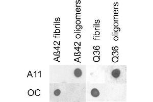 Dot blot analysis using Rabbit Anti-Amyloid Fibrils (OC) Polyclonal Antibody . (Amyloid Antikörper (Atto 594))