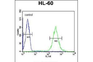 Flow cytometric analysis of HL-60 cells (right histogram) compared to a negative control cell (left histogram). (GDA Antikörper  (N-Term))