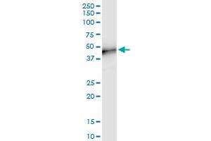 Immunoprecipitation of MFGE8 transfected lysate using anti-MFGE8 MaxPab rabbit polyclonal antibody and Protein A Magnetic Bead , and immunoblotted with MFGE8 purified MaxPab mouse polyclonal antibody (B01P) . (MFGE8 Antikörper  (AA 1-387))