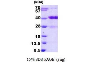 MARCKSL1 Protein (AA 1-195) (His tag)