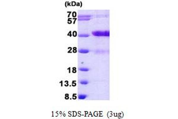 MARCKSL1 Protein (AA 1-195) (His tag)