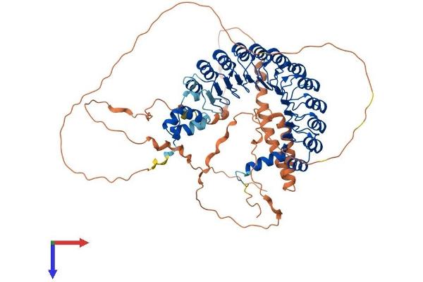 FBXL17 Protein (AA 1-701) (His tag)
