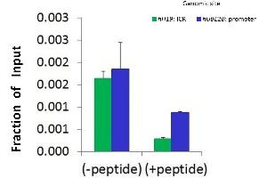 Chromatin Immunoprecipitation (ChIP) Using Hdac4 Antibody - C-terminal region  and HCT116 Cells (HDAC4 Antikörper  (C-Term))