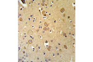 Immunohistochemistry analysis in formalin fixed and paraffin embedded brain tissue reacted with LRRTM1 Antibody (Center) followed which was peroxidase conjugated to the secondary antibody and followed by DAB staining. (LRRTM1 Antikörper  (Middle Region))