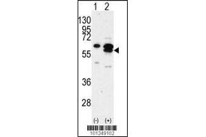 Western blot analysis of CAMK1G using rabbit polyclonal CAMK1G Antibody using 293 cell lysates (2 ug/lane) either nontransfected (Lane 1) or transiently transfected with the CAMK1G gene (Lane 2). (CAMK1G Antikörper  (C-Term))
