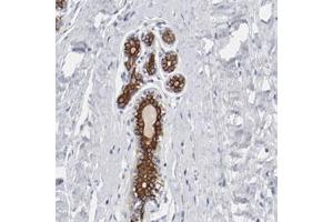 Immunohistochemical staining (Formalin-fixed paraffin-embedded sections) of human breast with TSPAN6 polyclonal antibody  shows strong cytoplasmic and membranous positivity in glandular cells at 1:50-1:200 dilution. (Tetraspanin 6 Antikörper)