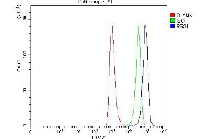 Flow Cytometry analysis of HEL cells using anti-RRS1 antibody (ABIN7602918). (RRS1 Antikörper  (C-Term))