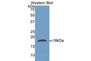 Western Blotting (WB) image for anti-Charcot-Leyden Crystal Protein (CLC) (AA 2-142) antibody (ABIN1175668) (Galectin 10 Antikörper  (AA 2-142))