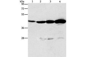 Western Blot analysis of Mouse thymus tissue and A549 cell, Lovo and K562 cell using APOBEC3D Polyclonal Antibody at dilution of 1:580 (APOBEC3D Antikörper)