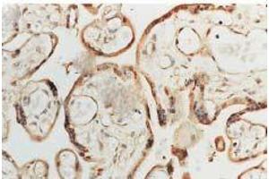 Immunohistochemistry analysis using Rabbit Anti-SOD1 Polyclonal Antibody . (SOD1 Antikörper  (APC))