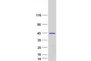 Validation with Western Blot (LANCL1 Protein (Transcript Variant 2) (Myc-DYKDDDDK Tag))
