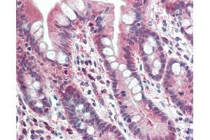 Anti-PSMB10 antibody IHC staining of human small intestine. (PSMB10 Antikörper  (AA 231-242))