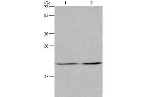 Western Blot analysis of A549 and Hela cell using ASF1A Polyclonal Antibody at dilution of 1:1200 (ASF1A Antikörper)