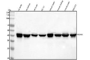 Western blot analysis of WWOX using anti-WWOX antibody (ABIN5693294). (WWOX Antikörper  (AA 1-245))