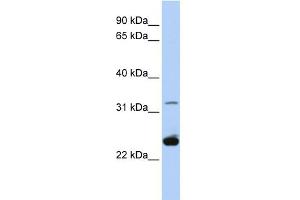WB Suggested Anti-PLP1 Antibody Titration:  0. (PLP1 Antikörper  (Middle Region))