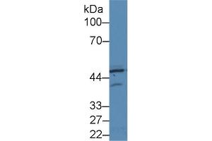 Western Blot; Sample: Human Hela cell lysate; Primary Ab: 2µg/ml Rabbit Anti-Rat PKR Antibody Second Ab: 0. (EIF2AK2 Antikörper  (AA 279-506))