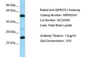 Western Blotting (WB) image for anti-G Protein-Coupled Receptor 37 Like 1 (GPR37L1) (C-Term) antibody (ABIN2774346) (GPR37L1 Antikörper  (C-Term))