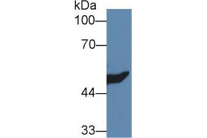 Western Blot; Sample: Rat Kidney lysate; Primary Ab: 1µg/ml Rabbit Anti-Mouse HMGCS2 Antibody Second Ab: 0. (Hydroxymethylglutaryl Coenzyme A Synthase 2, Mitochondrial (AA 1-167) Antikörper)